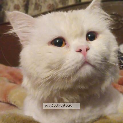 Photo 1/1 popo Chat perdu à Lahore