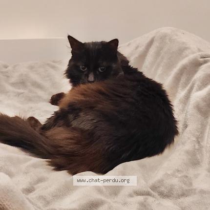 Photo 1/1 Kiwi Chat perdu à Saint ouen d aunis