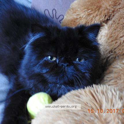 Photo 1/2 NAPOLEON Chat perdu à Sainte marie