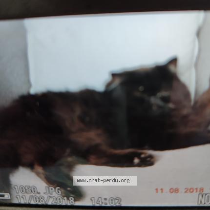 Photo 2/2 NAPOLEON Chat perdu à Sainte marie