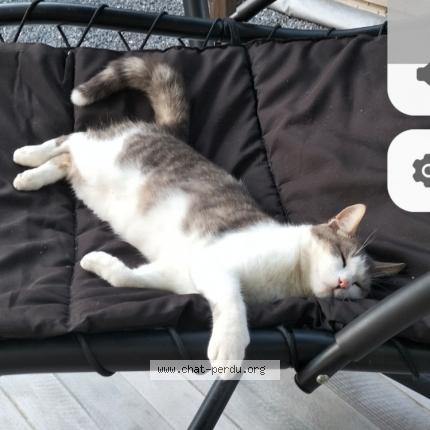 Photo 1/1 Grizou Chat perdu à Fagnieres