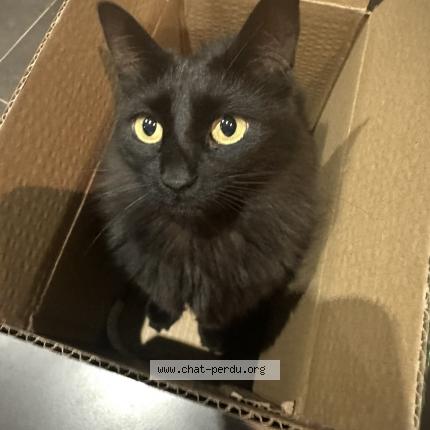 Photo 1/1 pepsi Chat perdu à Villelongue de la salanque