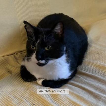 Photo 1/1 Charlie Chat perdu à Marseille