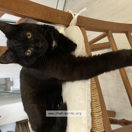 Photo de chat perdu à La Ville Aux Dames