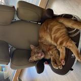 Photo de chat perdu à Assas