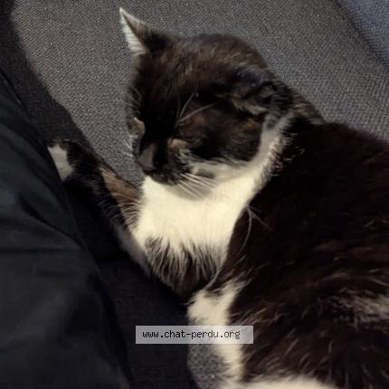 Photo de chat perdu à Hyeres