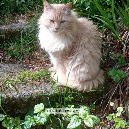 Photo de chat perdu à Huelgoat