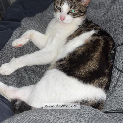 Photo de chat perdu à Ville En Vermois