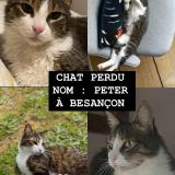 Photo de chat perdu à Besancon