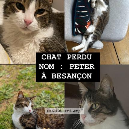 Photo 1/1 Chat retrouvé Perdu à Besancon