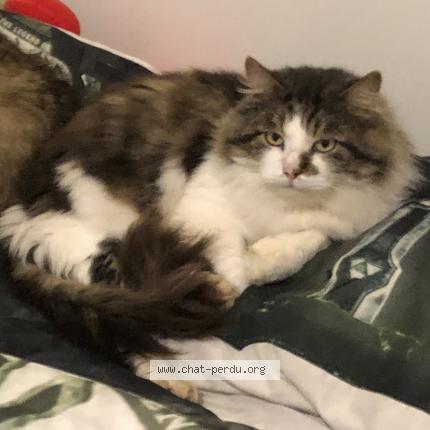 Photo de chat perdu à Mouilleron Le Captif