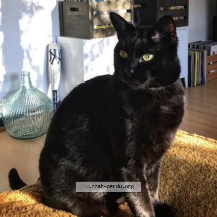 Photo de chat perdu à Marienthal