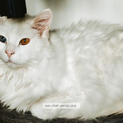 Photo de chat perdu à Le Vernet