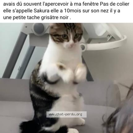 Photo de chat perdu à Claye Souilly