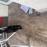 Photo de chat perdu à La Motte Servolex 73290