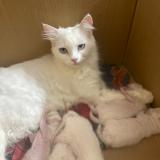 Photo de chat perdu à Bahawalpur