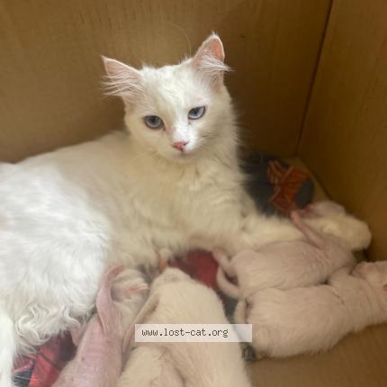 Photo 1/1 Catta Chat perdu à Bahawalpur