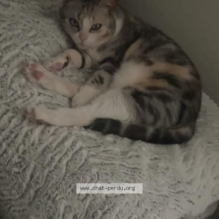 Photo de chat perdu à Neuville Aux Bois