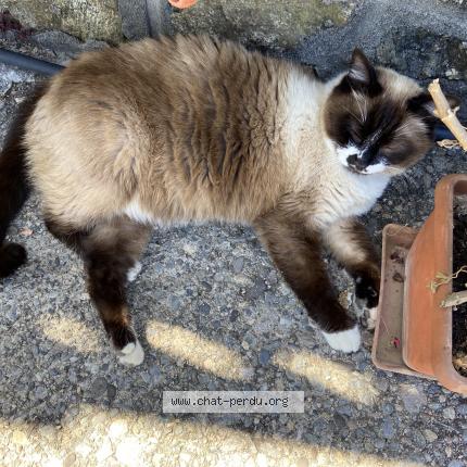 Photo 1/1 Chat retrouvé Perdu à Ladignac Sur Rondelles