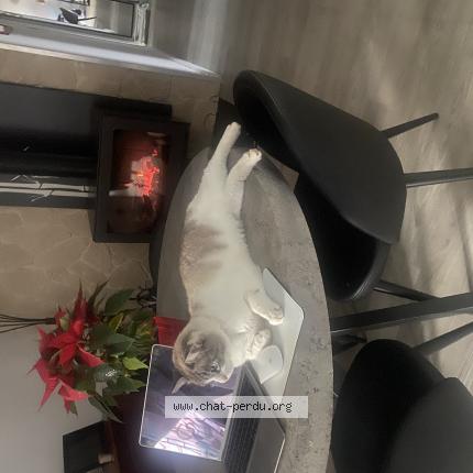 Photo de chat perdu à Jons