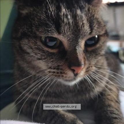 Photo 1/1 Louna Chat perdu à Champcueil