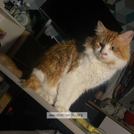 Photo 1/1 Chat retrouvé Perdu à Sin Le Noble