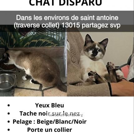 Photo de chat perdu à Marseille