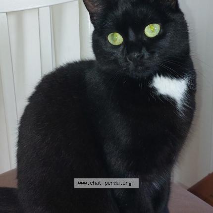 Photo de chat perdu à Guerande