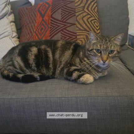 Photo de chat perdu à Toulouse