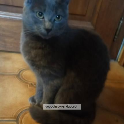 Photo 1/1 Chat retrouvé Perdu à Norroy Le Veneur