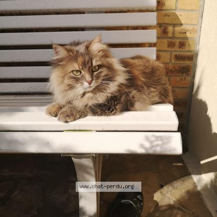 Photo de chat perdu à Aulnay Sous Bois
