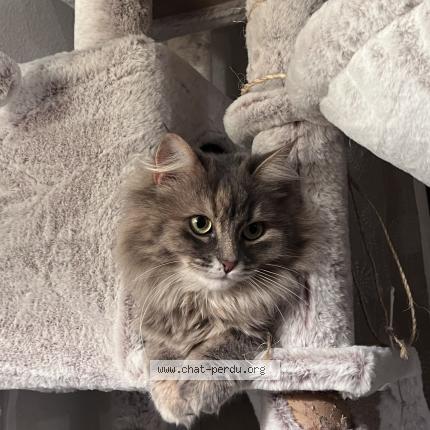 Photo 2/2 Chat retrouvé Perdu à Aulnay Sous Bois