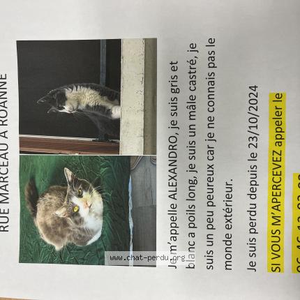 Photo 1/1 Alexandro Chat perdu à Roanne