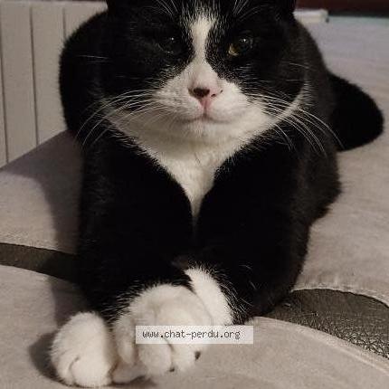Photo de chat perdu à Iffendic