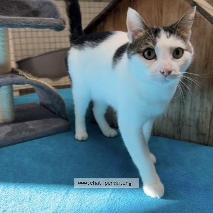 Photo 1/1 Pistache Chat perdu à Toulon sur allier