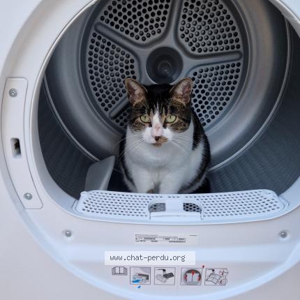 Photo de chat perdu à Tourves