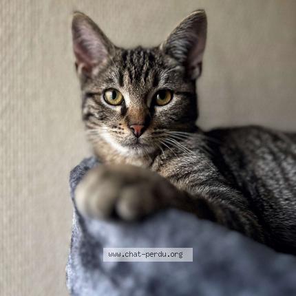 Photo de chat perdu à Nancy