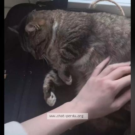 Photo 1/1 Nashaï Chat perdu à Nantes