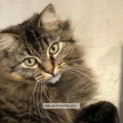 Photo 1/1 Vanille Chat perdu à Lapeyrouse mornay