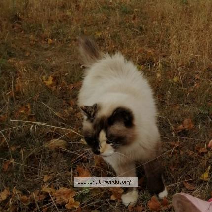 Photo 1/1 Chat retrouvé Perdu à St Sulpice Sur Tarn