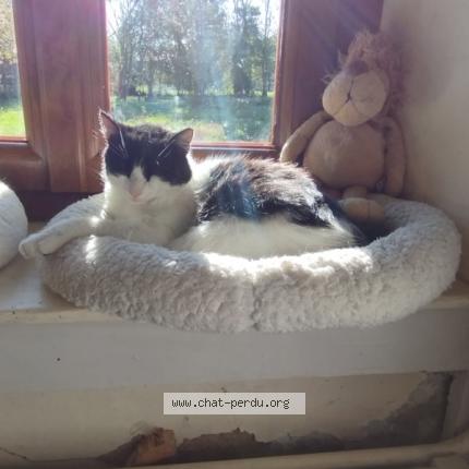 Photo 1/1 Chat retrouvé Perdu à Villers les bois