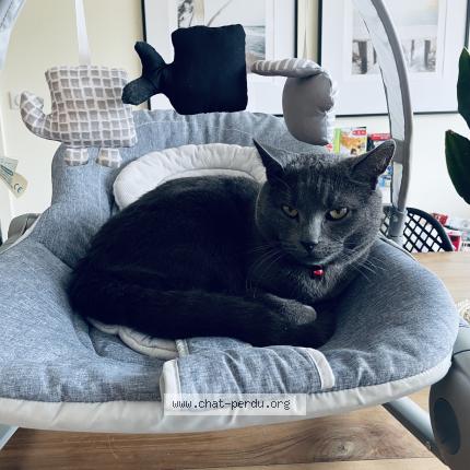 Photo 1/1 Loki Chat perdu à Distre