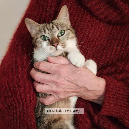 Photo de chat perdu à Marigny Le Chatel