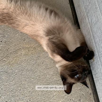 Photo de chat perdu à Coux