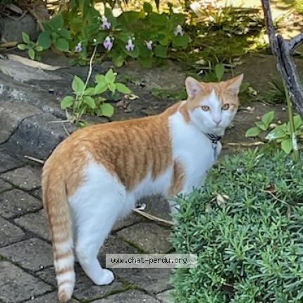 Photo de chat perdu à Vaires Sur Marne