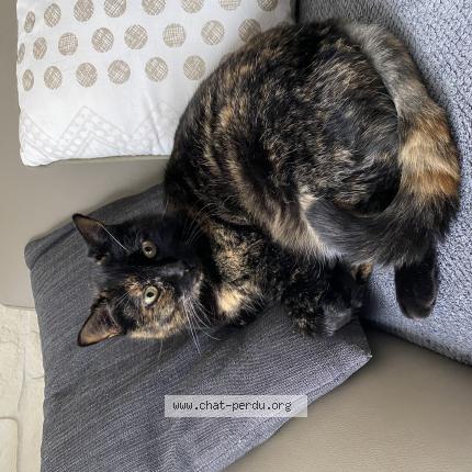 Photo de chat perdu à Offendorf