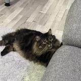 Photo de chat perdu à Bourg En Bresse