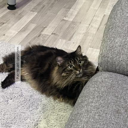 Photo 1/2 Chat retrouvé Perdu à Bourg en bresse