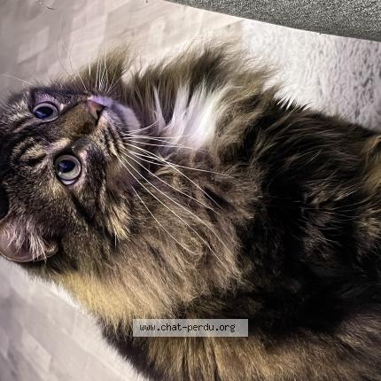 Photo 2/2 Chat retrouvé Perdu à Bourg en bresse