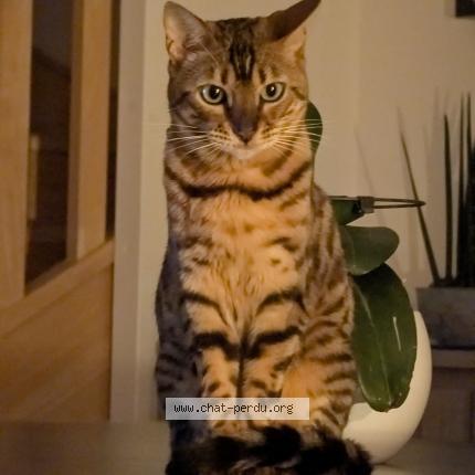 Photo 1/2 Lilie Chat perdu à Octeville sur mer